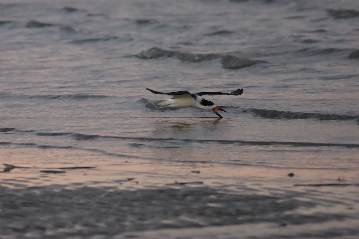 Kara Makasgaga - ML645824397