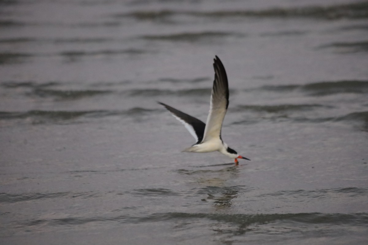 Kara Makasgaga - ML645824398