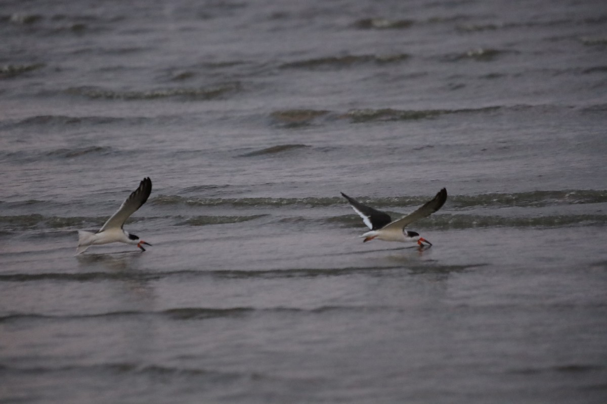 Kara Makasgaga - ML645824399