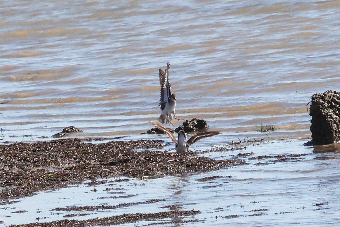 Benekli Düdükçün - ML645824400