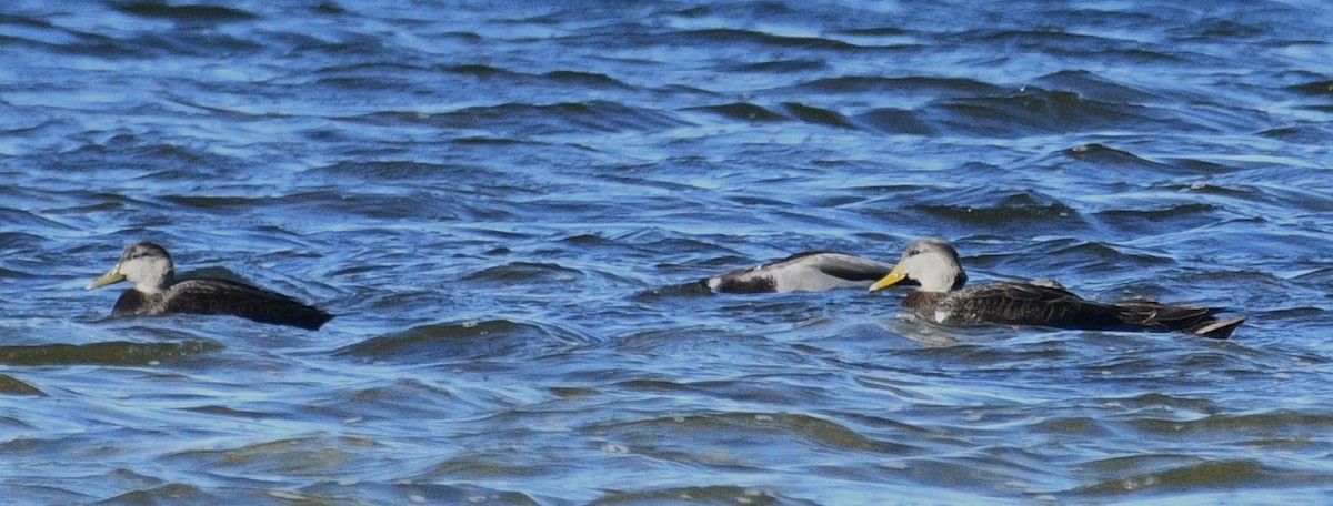 Esmer Ördek - ML645824401