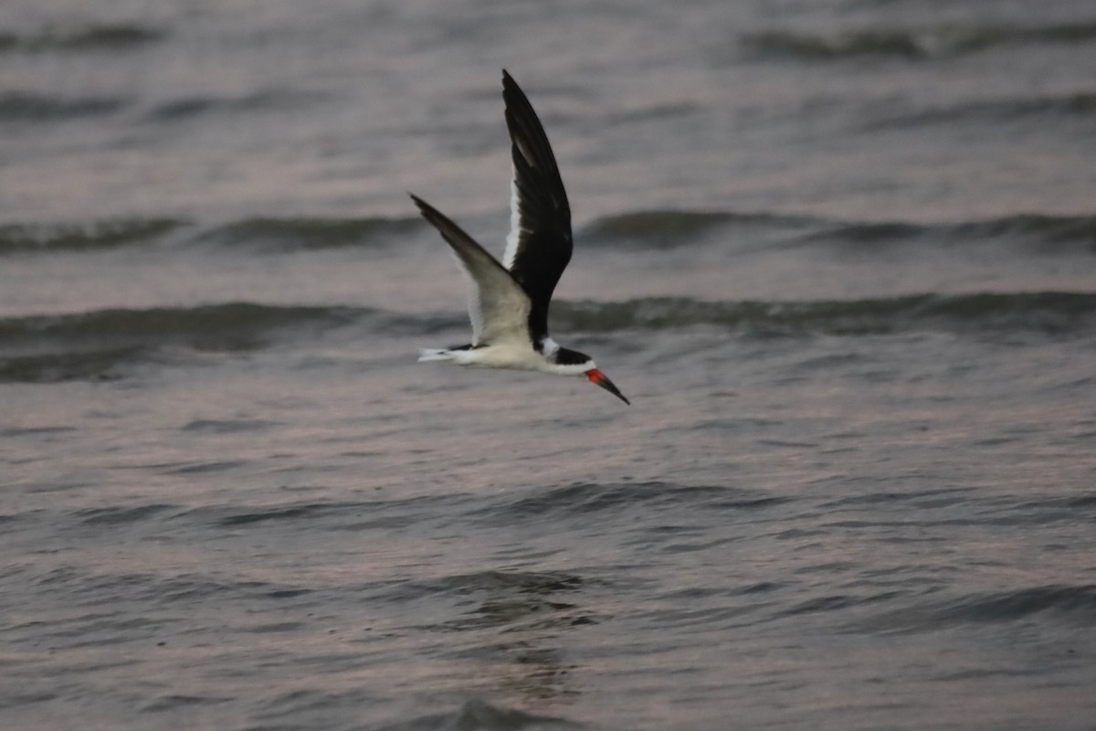 Kara Makasgaga - ML645824402