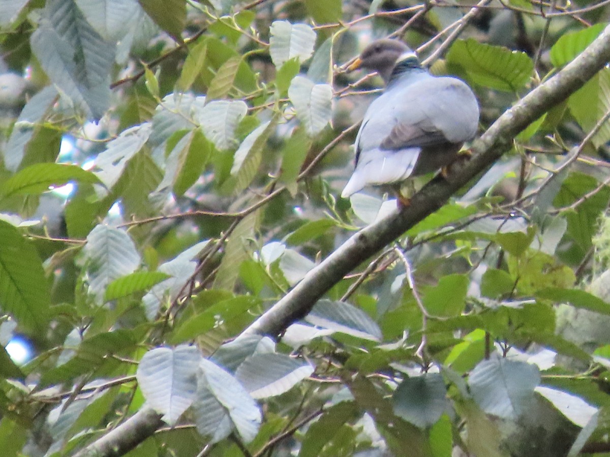 Bant Kuyruklu Güvercin - ML645824404