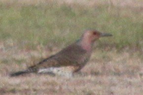 Altın Ağaçkakan - ML645824405