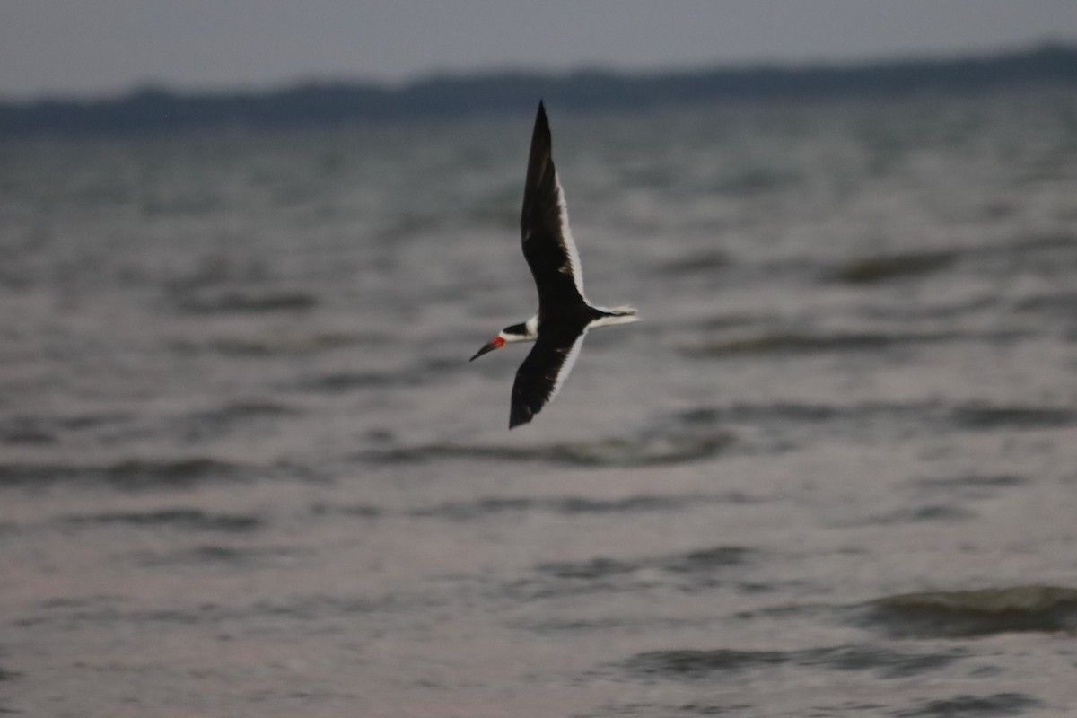 Kara Makasgaga - ML645824406