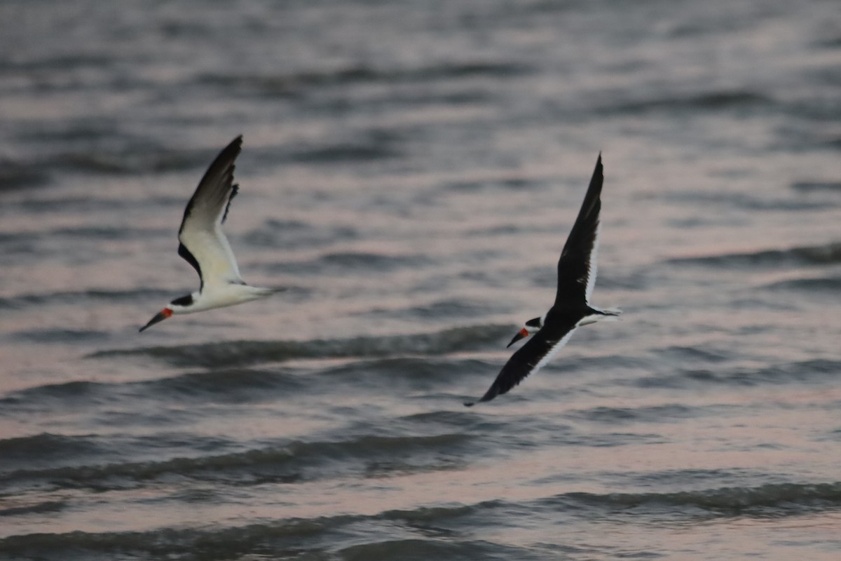 Kara Makasgaga - ML645824407