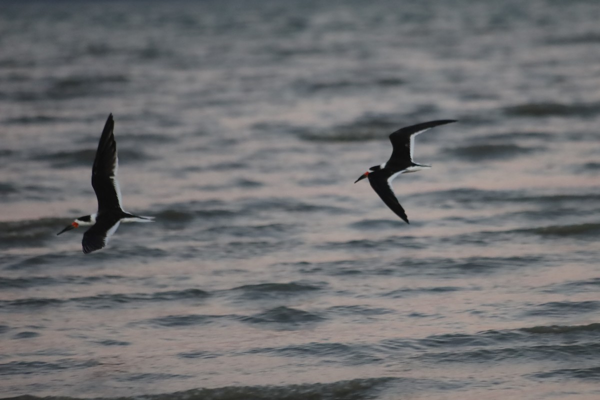 Kara Makasgaga - ML645824408