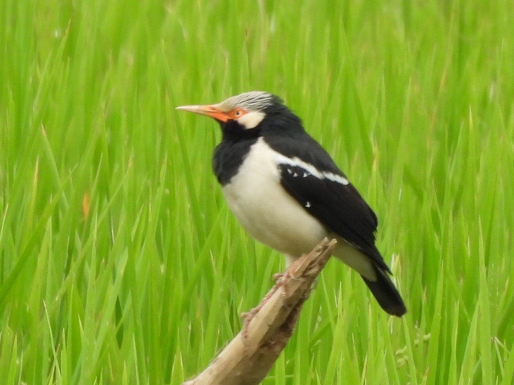 Siyam Alaca Sığırcığı - ML645824409