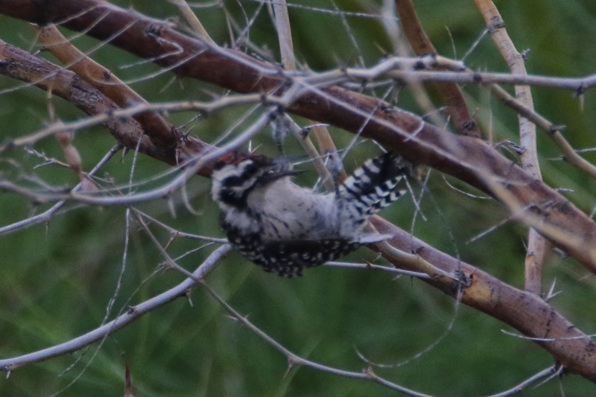 Ladder-backed Woodpecker - ML64582441