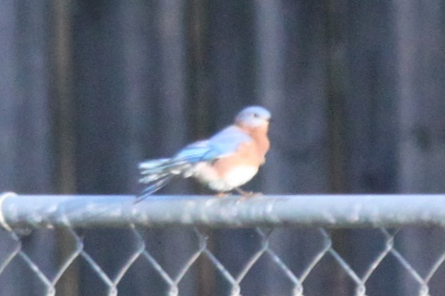 Блакитник східний - ML645824416