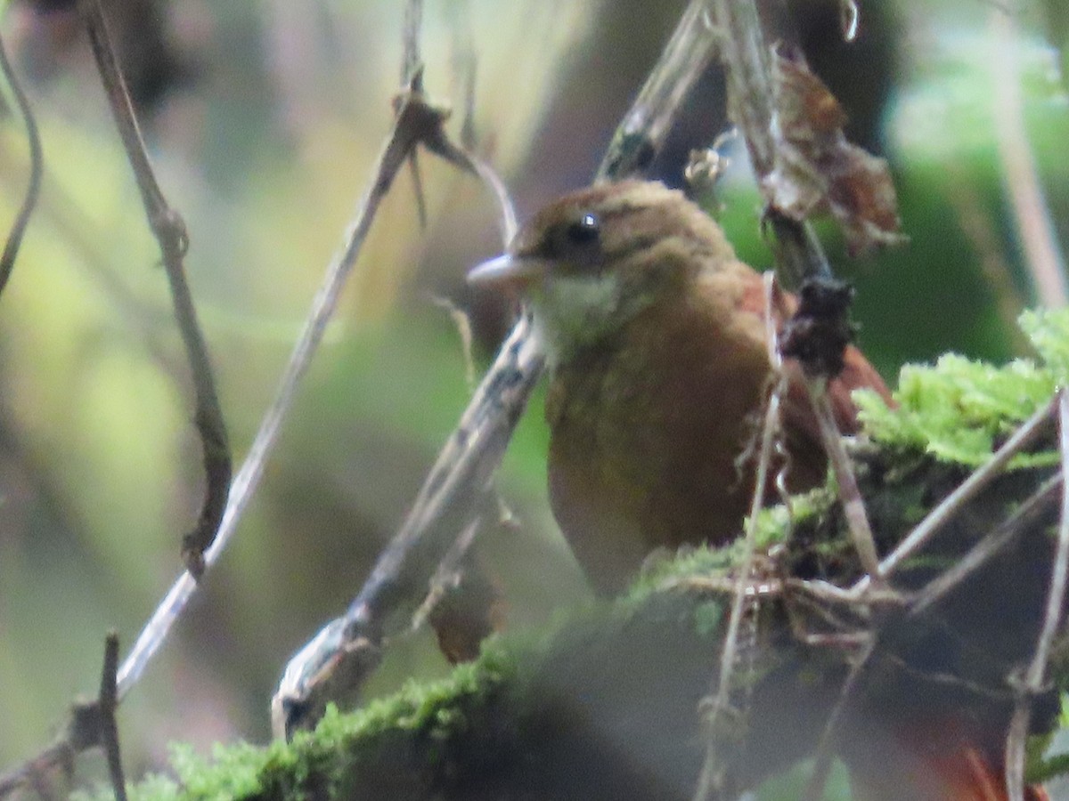 Ruddy Treerunner - ML645824421