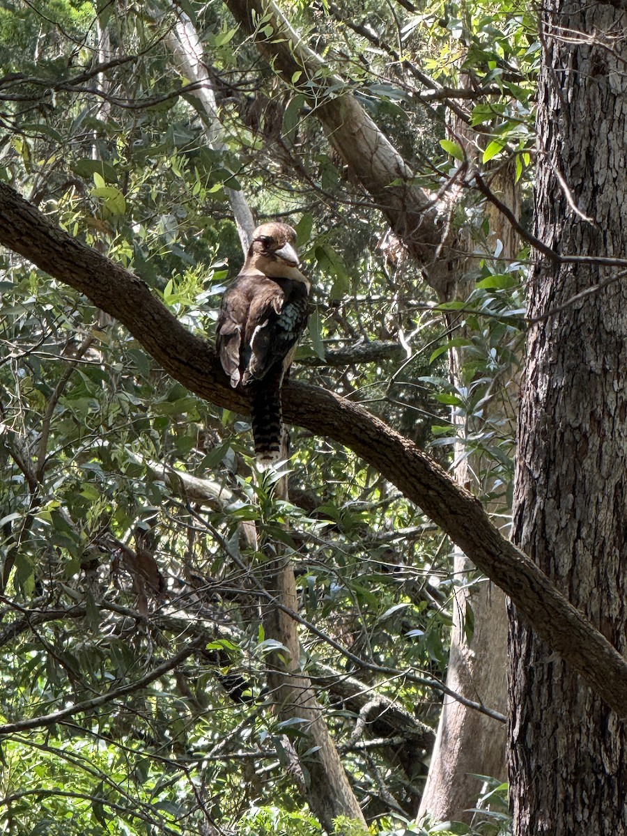 ledňák obrovský - ML645824436