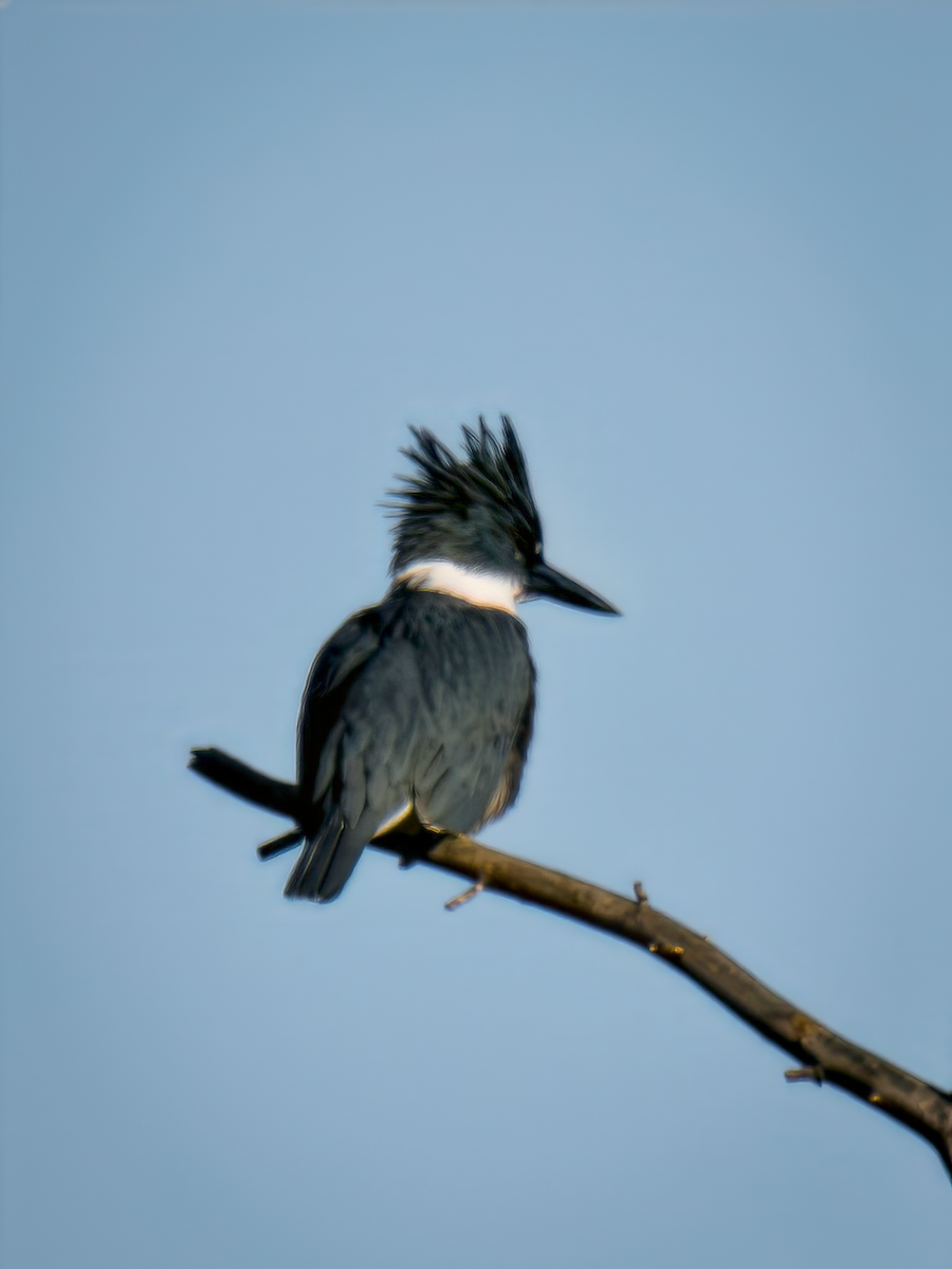 Belted Kingfisher - ML645824439