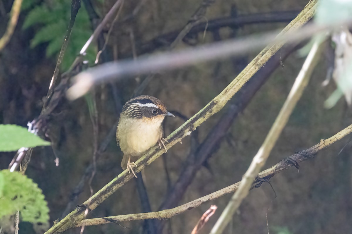 Ржаволобая альциппа - ML645824440