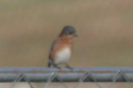 Блакитник східний - ML645824442