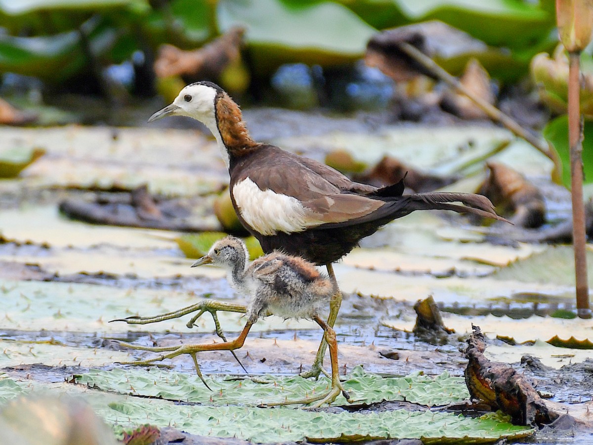 Фазанохвостая якана - ML645824446