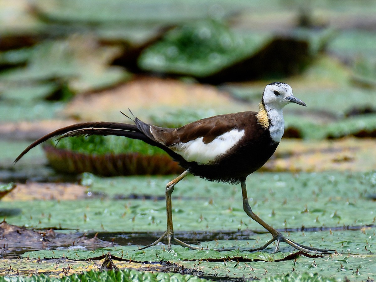 Фазанохвостая якана - ML645824447