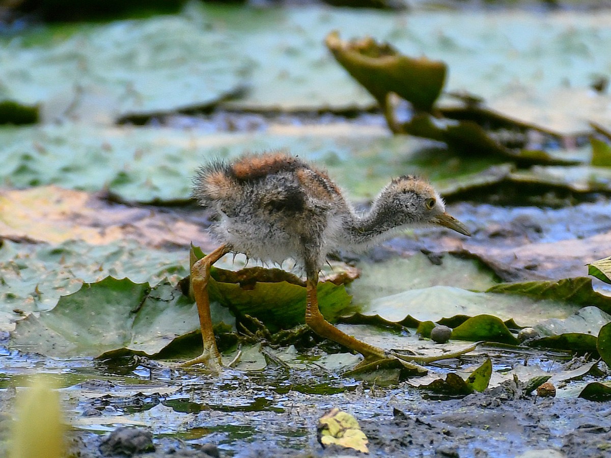 Фазанохвостая якана - ML645824448