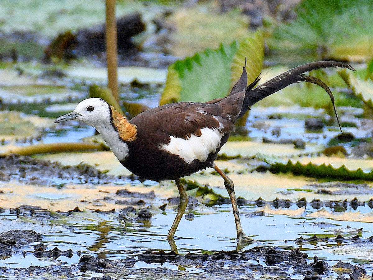 Фазанохвостая якана - ML645824449