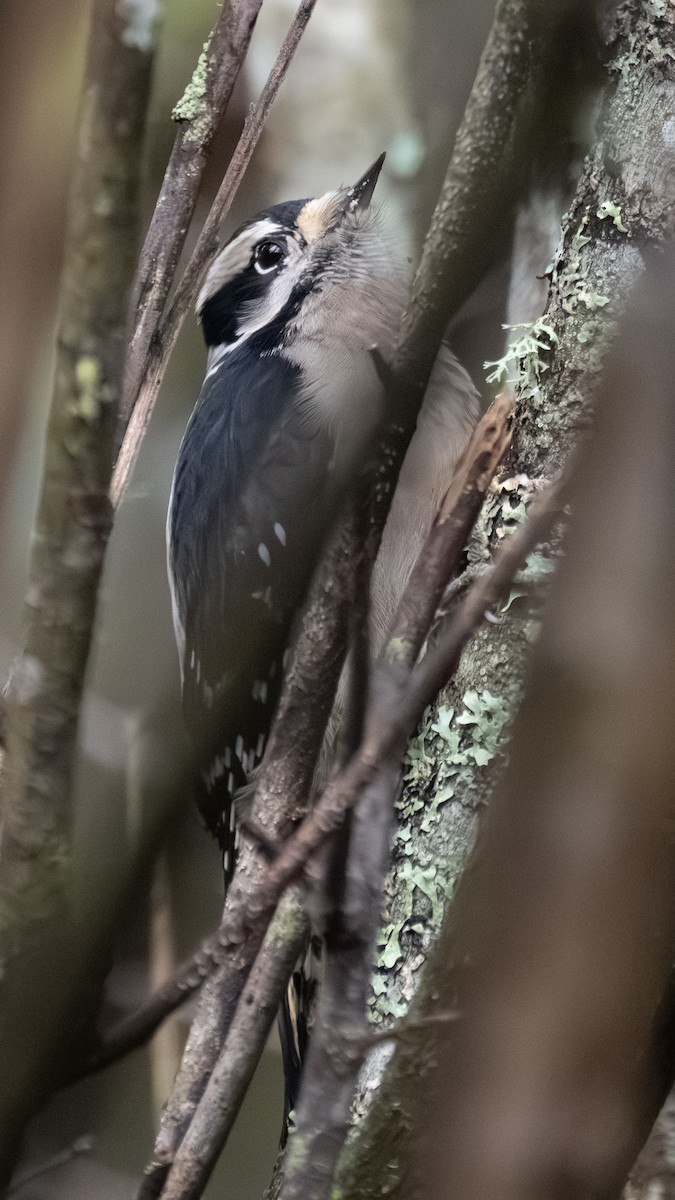 Downy Woodpecker - ML645824452