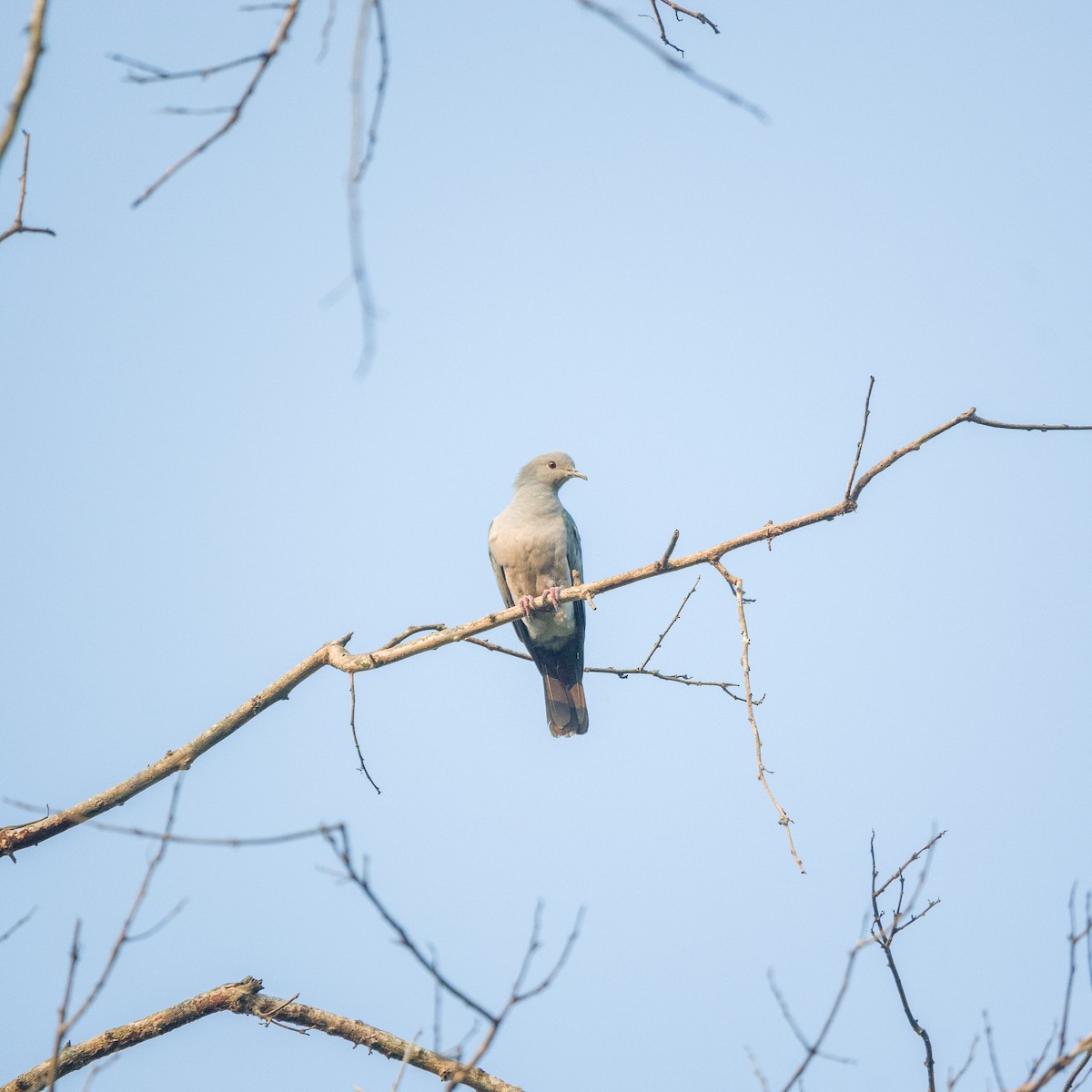 Бронзовый плодовый голубь - ML645824453