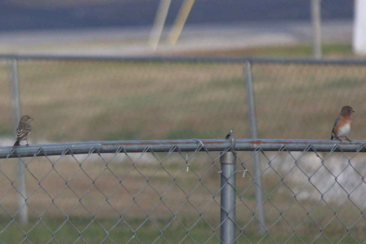 Блакитник східний - ML645824454