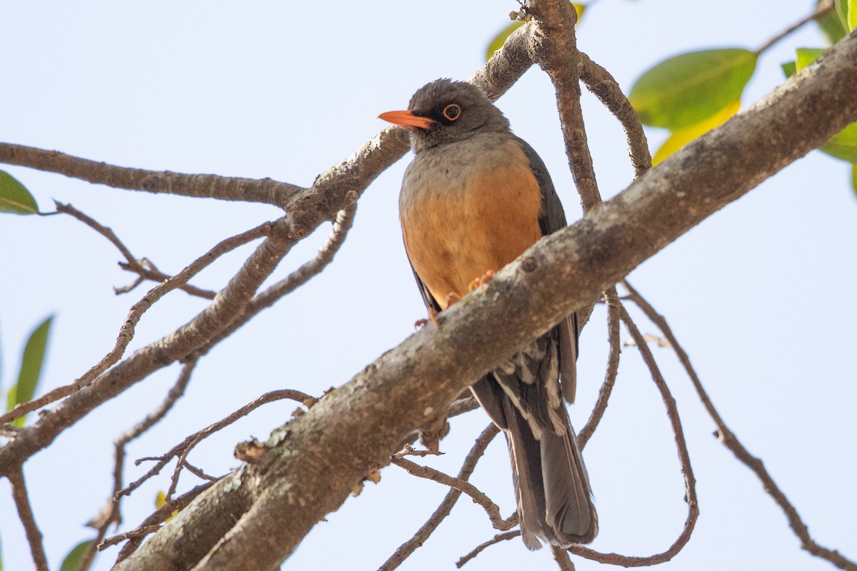 Эфиопский дрозд - ML645824459