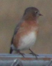 Блакитник східний - ML645824465