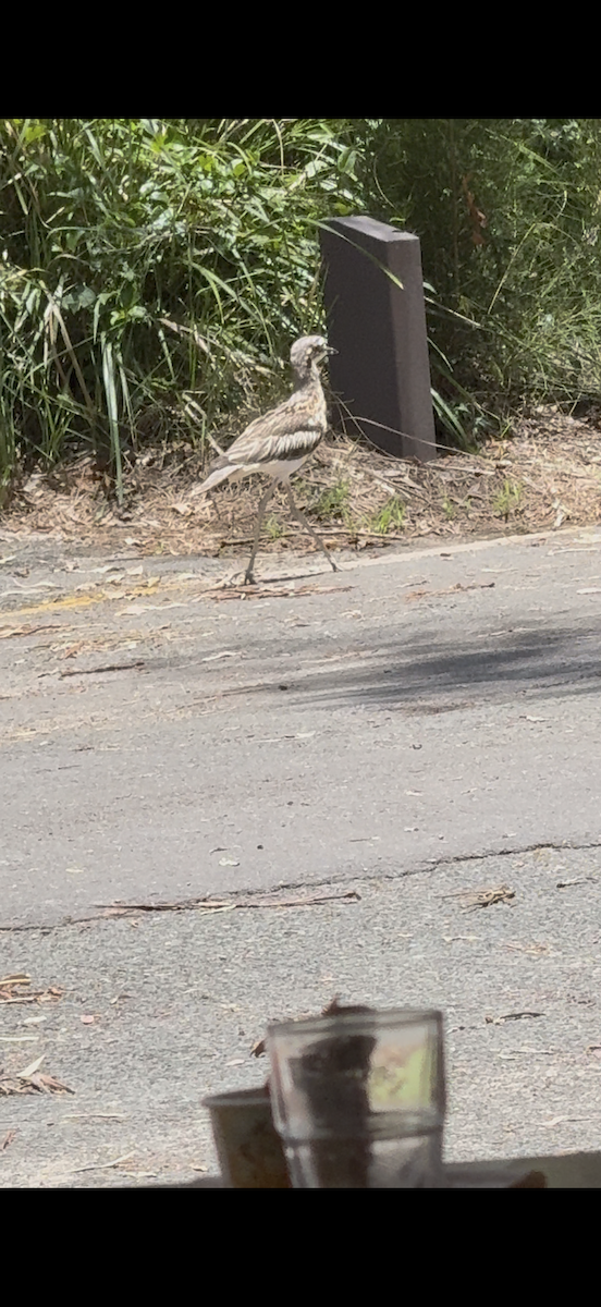 dytík velký - ML645824468