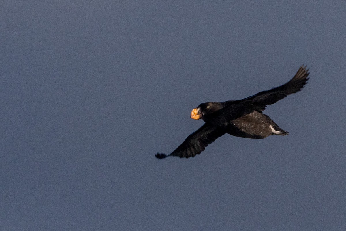 Tufted Puffin - ML645824472