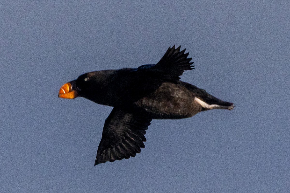 Tufted Puffin - ML645824473