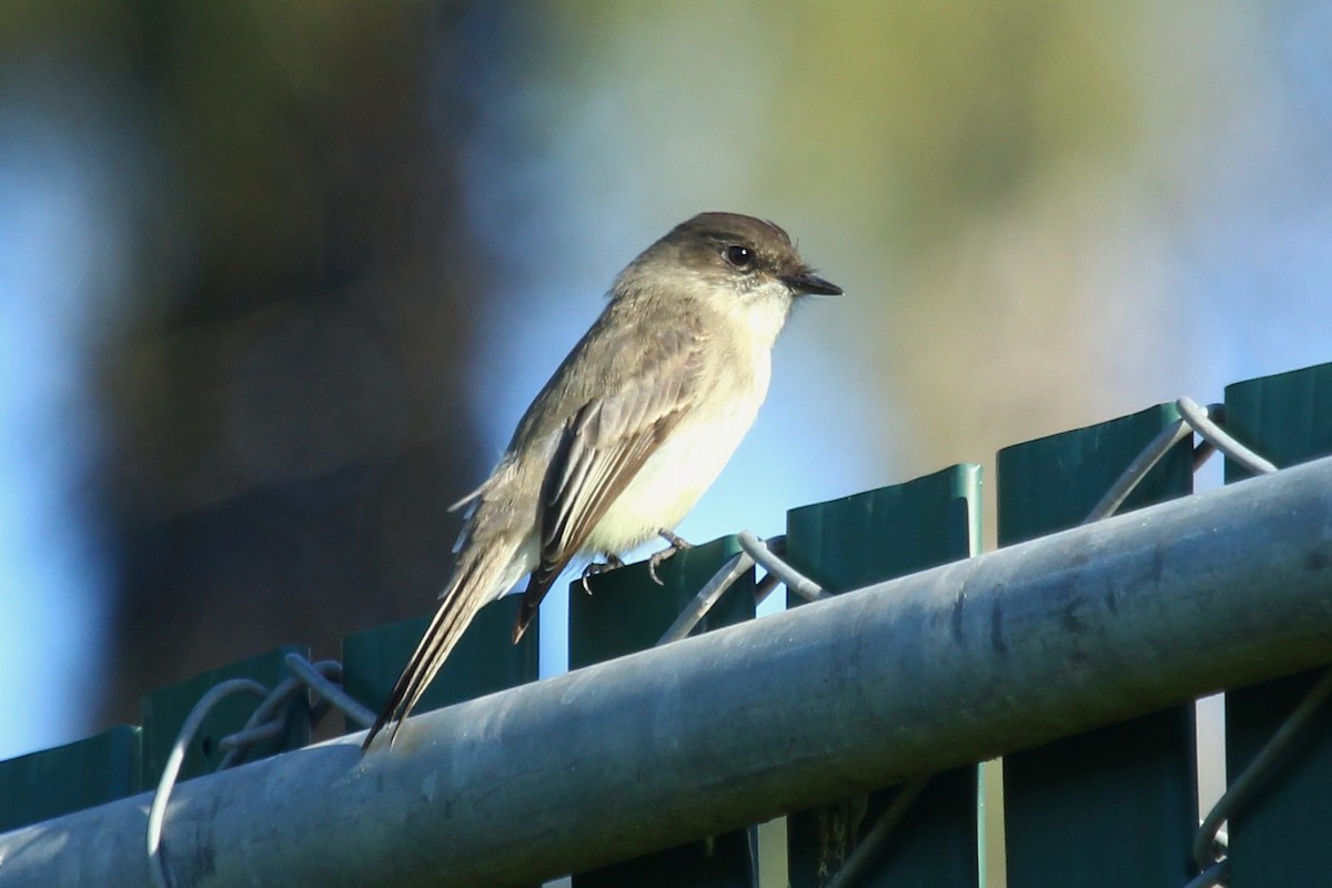 Eastern Phoebe - ML645824474