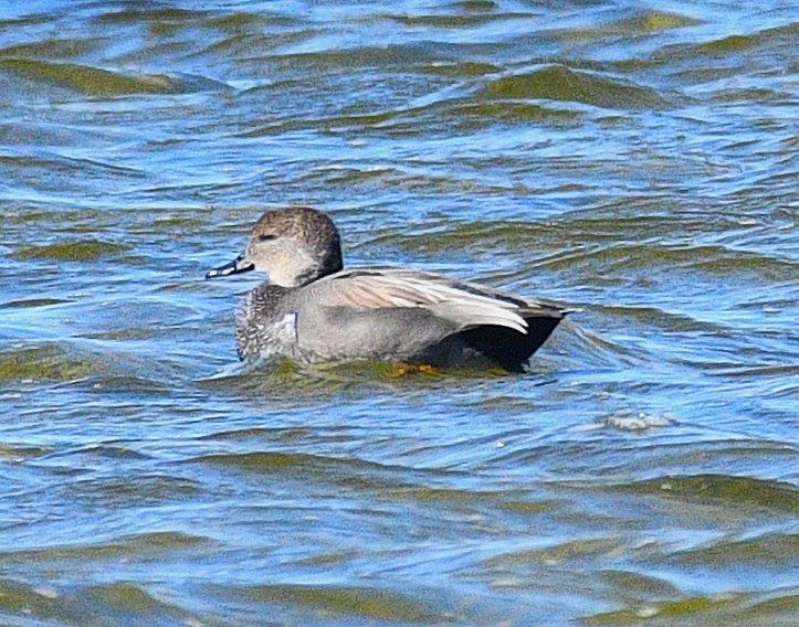 Серая утка - ML645824475