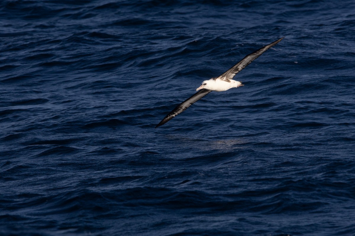 Laysan Albatross - ML645824477