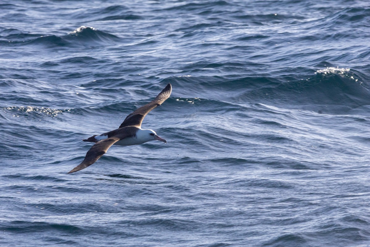 Laysan Albatross - ML645824478