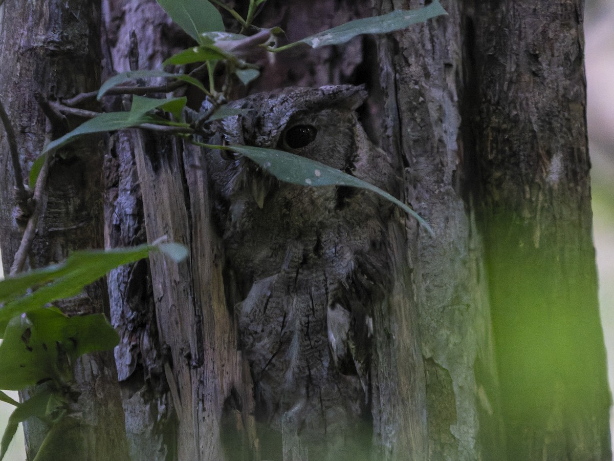 výreček pacifický (ssp. lambi) - ML645824482