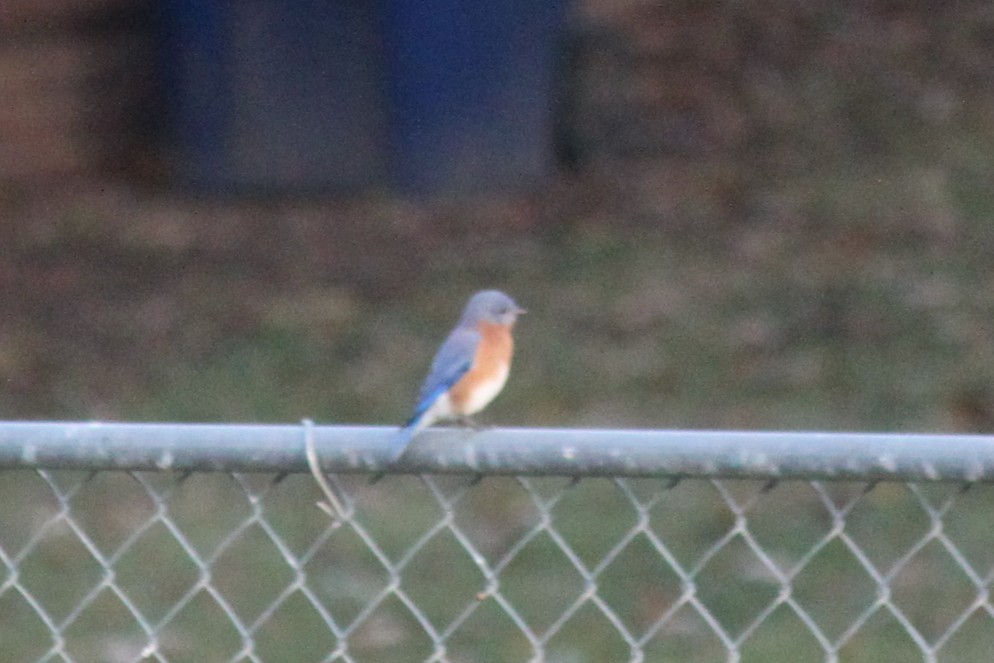 Блакитник східний - ML645824483