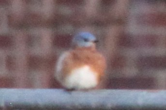 Блакитник східний - ML645824484