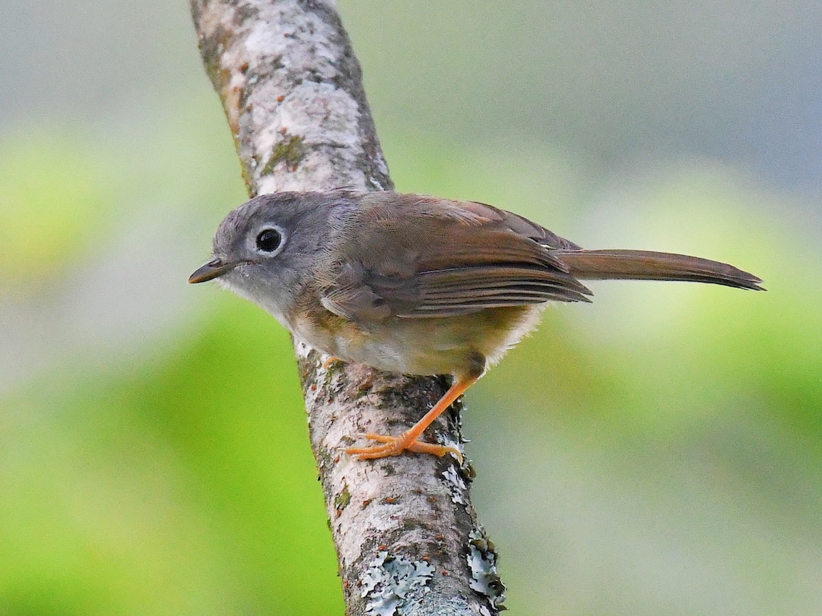 メジロチメドリ - ML645824486