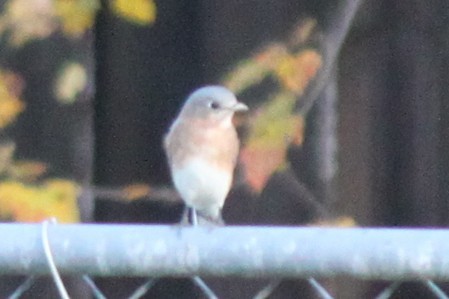 Блакитник східний - ML645824489