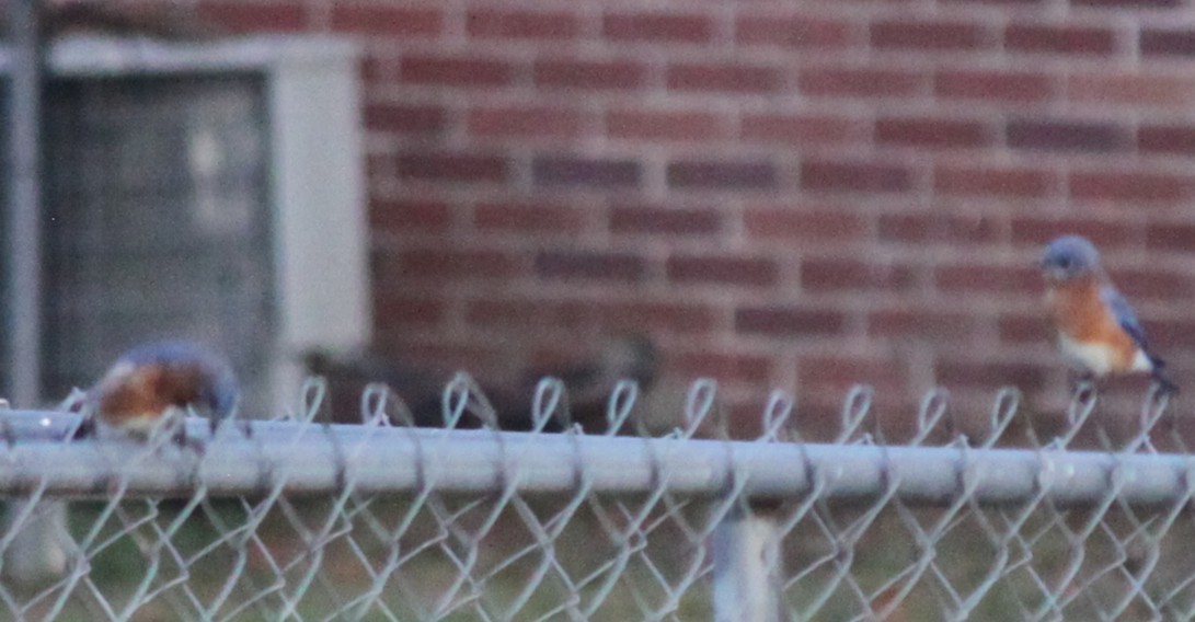 Блакитник східний - ML645824497