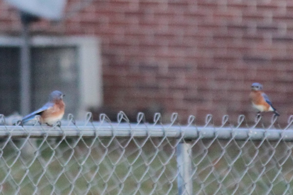 Блакитник східний - ML645824501