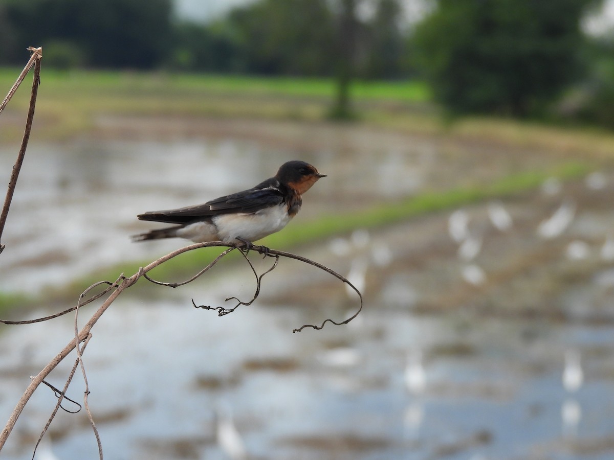 Ластівка сільська - ML645824507