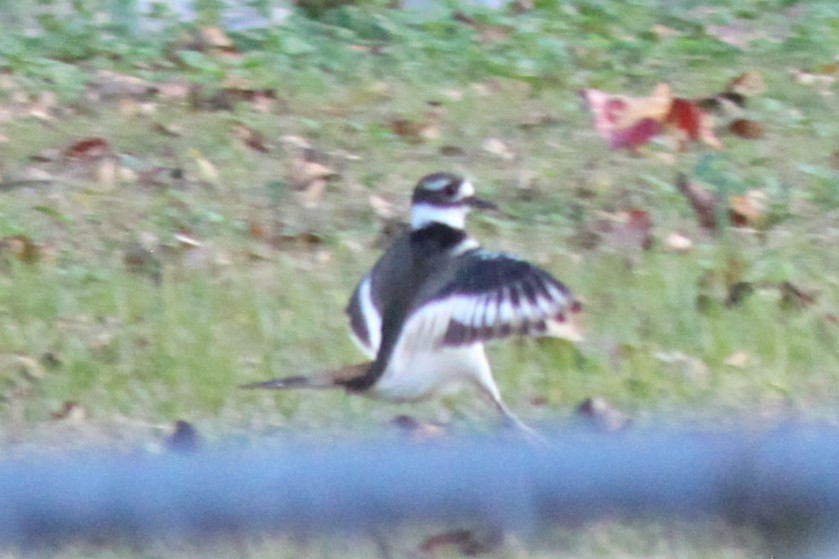 Killdeer - ML645824510