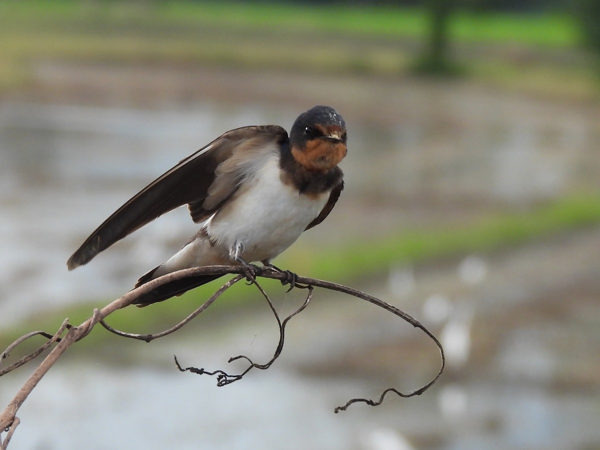Ластівка сільська - ML645824511