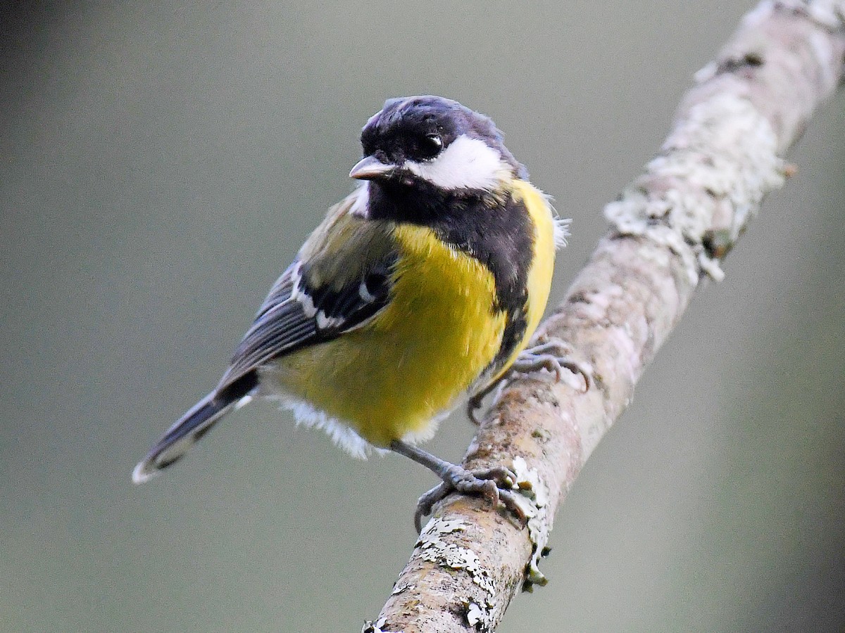 Bergkohlmeise - ML645824515