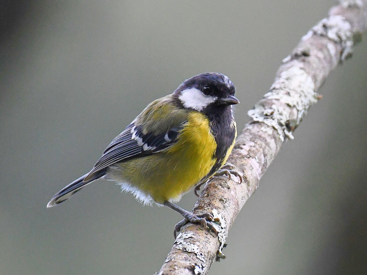 Bergkohlmeise - ML645824517