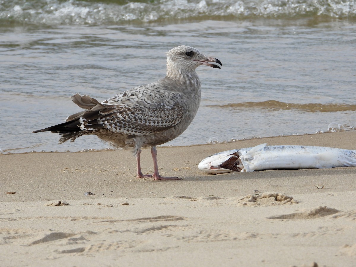 American Herring Gull - ML645824523
