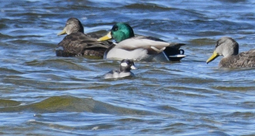 Гоголь-головастик - ML645824528