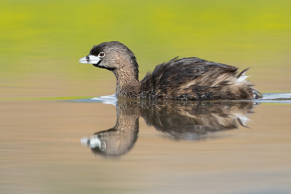 Pied-billed Grebe - ML645824531